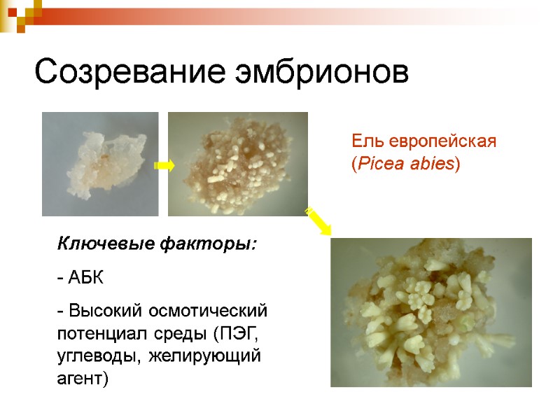 Созревание эмбрионов Ключевые факторы: - АБК - Высокий осмотический потенциал среды (ПЭГ, углеводы, желирующий